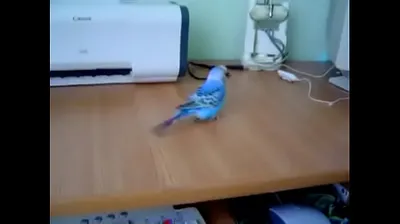 JAVHD