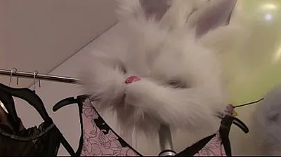 JAVHD