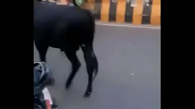 JAVHD