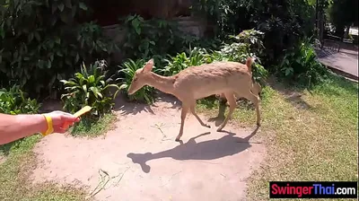 JAVHD