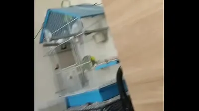 JAVHD