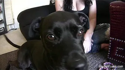 JAVHD