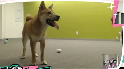 JAVHD
