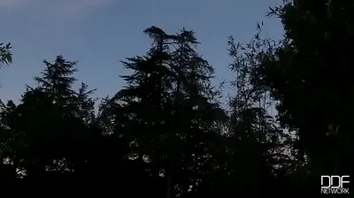 JAVHD