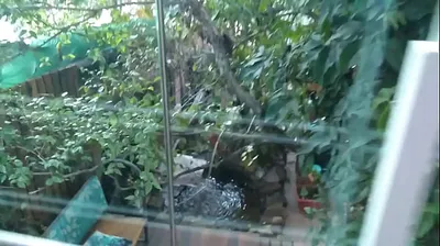 JAVHD