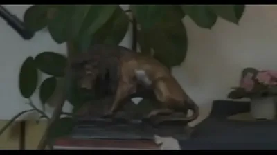 JAVHD