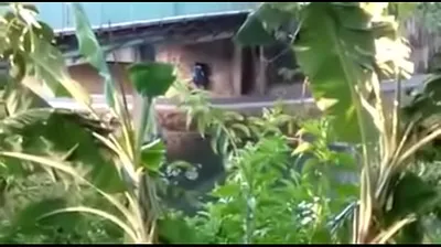 JAVHD