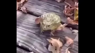 JAVHD