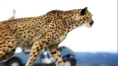 JAVHD