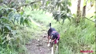 JAVHD